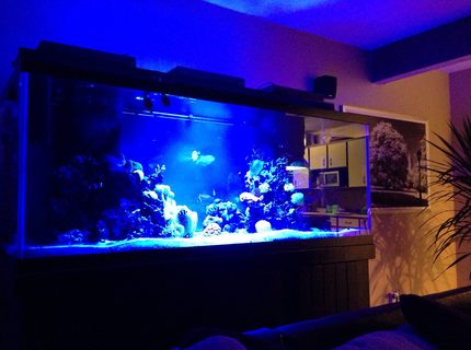 210 gallons reef tank (mostly live coral and fish) - tank at night 210 gallons reef tank (mostly live coral and fish) - tank at night