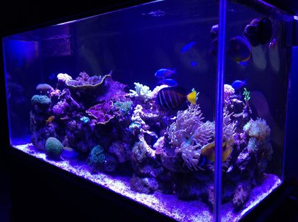 90 gallons reef tank (mostly live coral and fish) - 90 gal reef tank 90 gallons reef tank (mostly live coral and fish) - 90 gal reef tank