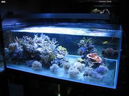23 gallons reef tank (mostly live coral and fish) - 123 23 gallons reef tank (mostly live coral and fish) - 123