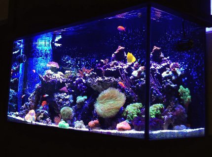 Rated #6: 90 Gallons Reef Tank - 90 Gallon Mixed Reef Rated #6: 90 Gallons Reef Tank - 90 Gallon Mixed Reef