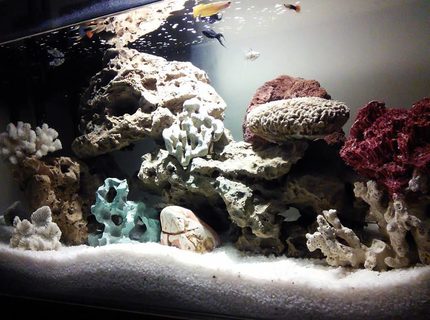 33 gallons reef tank (mostly live coral and fish) - Aquarium made with white crystal clear 8MM American Glass. Aqueon QuietFlow Power Filter 4 Stage Advanced Filtration System, Octopus 3500co Ultra Quiet Two Outlet Pump, ECO Thermometer Water Heater, Track-Lights, Sea Rocks, Corals, Rainbow Rocks, Volcano Rock, Sea Wood etc collected/bought from different countries. 33 gallons reef tank (mostly live coral and fish) - Aquarium made with white crystal clear 8MM American Glass. Aqueon QuietFlow Power Filter 4 Stage Advanced Filtration System, Octopus 3500co Ultra Quiet Two Outlet Pump, ECO Thermometer Water Heater, Track-Lights, Sea Rocks, Corals, Rainbow Rocks, Volcano Rock, Sea Wood etc collected/bought from different countries.