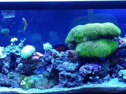 50 gallons reef tank (mostly live coral and fish) - My 50 gallon sumpless reef. 50 gallons reef tank (mostly live coral and fish) - My 50 gallon sumpless reef.