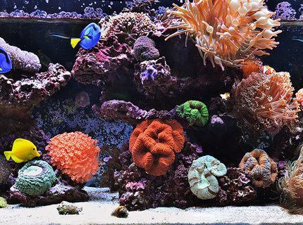 Rated #1: 240 Gallons Reef Tank - 240g Mixed Reef Tank Rated #1: 240 Gallons Reef Tank - 240g Mixed Reef Tank