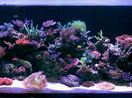 105 gallons reef tank (mostly live coral and fish) - Updated Pic 105 gallons reef tank (mostly live coral and fish) - Updated Pic
