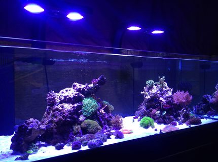 80 gallons reef tank (mostly live coral and fish) - FTS of 80gal Deep Blue Reef Ready, lit by 2 Ecotech Radion Pro LED fixtures with RMS mounts and 2 MP10wES pumps. 80 gallons reef tank (mostly live coral and fish) - FTS of 80gal Deep Blue Reef Ready, lit by 2 Ecotech Radion Pro LED fixtures with RMS mounts and 2 MP10wES pumps.