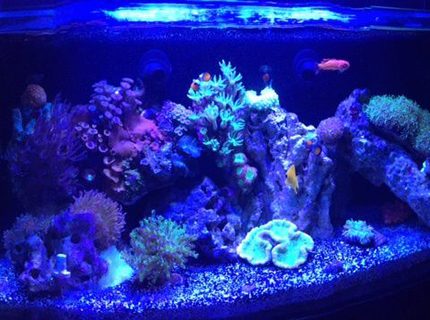 Rated #10: 16 Gallons Reef Tank - 16 Nuvo Rated #10: 16 Gallons Reef Tank - 16 Nuvo