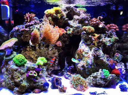 Rated #3: 40 Gallons Reef Tank - My 29 Gallon Biocube with Ecotech Radion lighting Rated #3: 40 Gallons Reef Tank - My 29 Gallon Biocube with Ecotech Radion lighting