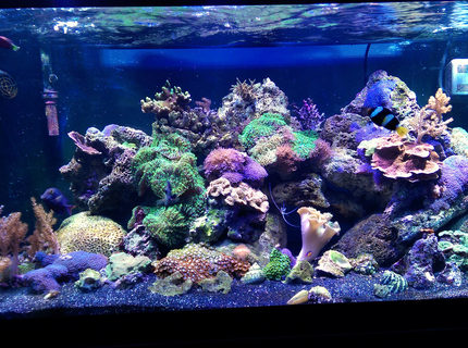 Rated #6: 75 Gallons Reef Tank - I recently moved all of my corals and livestock from a 28 gallon bowfront to this 75. Everything is doing great so far. Rated #6: 75 Gallons Reef Tank - I recently moved all of my corals and livestock from a 28 gallon bowfront to this 75. Everything is doing great so far.
