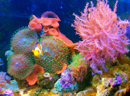 Rated #7: 20 Gallons Reef Tank - Clown fish..Kenya tree..green star polyps...green hairy mushroom..red mushroom..purple/orange ricordea..waving hands Rated #7: 20 Gallons Reef Tank - Clown fish..Kenya tree..green star polyps...green hairy mushroom..red mushroom..purple/orange ricordea..waving hands