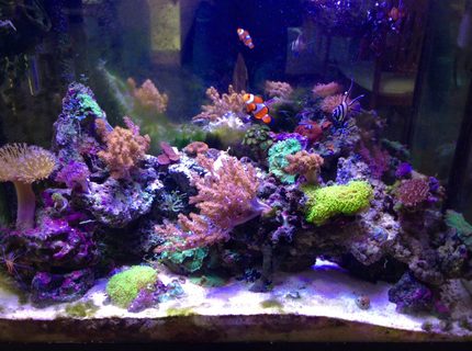 37 gallons reef tank (mostly live coral and fish) - Mixed 37 gal 37 gallons reef tank (mostly live coral and fish) - Mixed 37 gal