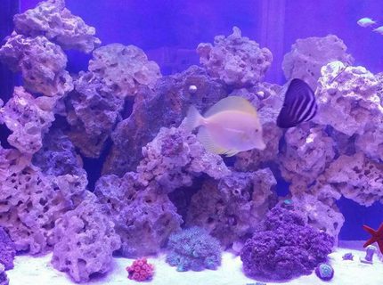 110 gallons reef tank (mostly live coral and fish) - Mixed 110g reef 110 gallons reef tank (mostly live coral and fish) - Mixed 110g reef