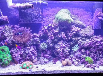 Rated #8: 29 Gallons Reef Tank - Reef tank Rated #8: 29 Gallons Reef Tank - Reef tank