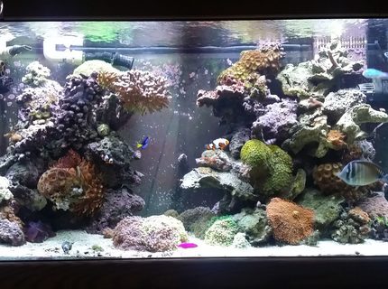 Rated #4: 90 Gallons Reef Tank - Main display Rated #4: 90 Gallons Reef Tank - Main display