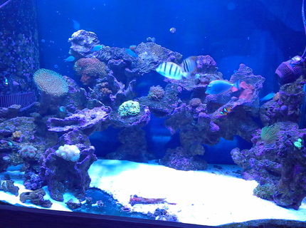 Rated #5: 150 Gallons Reef Tank - Reef tank Rated #5: 150 Gallons Reef Tank - Reef tank