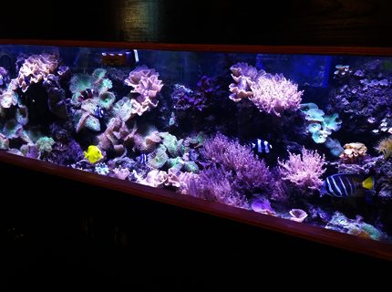 Rated #2: 125 Gallons Reef Tank - 125 gallon reef - The Brooklyn Hoodlum Fish
30 gallon Sump
2 WP40 Wave Makers
3 DSuny LED Fixtures Rated #2: 125 Gallons Reef Tank - 125 gallon reef - The Brooklyn Hoodlum Fish
30 gallon Sump
2 WP40 Wave Makers
3 DSuny LED Fixtures