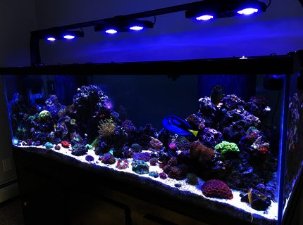 Rated #3: 180 Gallons Reef Tank - My 180 gallon reef tank! Rated #3: 180 Gallons Reef Tank - My 180 gallon reef tank!