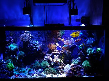 Rated #10: 90 Gallons Reef Tank - My favorite Rated #10: 90 Gallons Reef Tank - My favorite