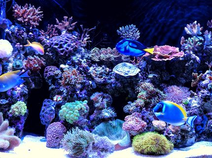 Rated #6: 90 Gallons Reef Tank - My two years old reef tank. Rated #6: 90 Gallons Reef Tank - My two years old reef tank.