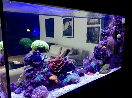 Rated #4: 90 Gallons Reef Tank - Reef it Rated #4: 90 Gallons Reef Tank - Reef it