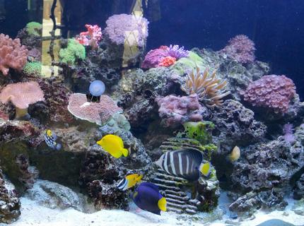 Rated #8: 260 Gallons Reef Tank - 260 gallon reef tank with various fish Rated #8: 260 Gallons Reef Tank - 260 gallon reef tank with various fish