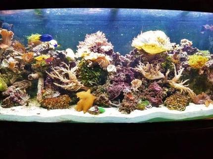 Rated #4: 120 Gallons Reef Tank - Drop of a ocean seen indoors Rated #4: 120 Gallons Reef Tank - Drop of a ocean seen indoors