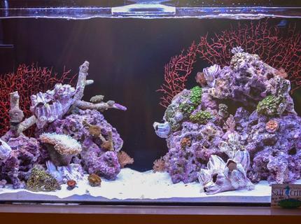 30 gallons reef tank (mostly live coral and fish) - 30 gal mixed reef 30 gallons reef tank (mostly live coral and fish) - 30 gal mixed reef