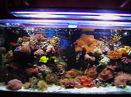 Rated #10: 150 Gallons Reef Tank - 5x2x2. main tank.sump 3x2x1,with mineral mud.lighting2x150watt metal halides2 blue actinics.reef rack.3 power heads in main tank,uvlight.105kg live cured rock Rated #10: 150 Gallons Reef Tank - 5x2x2. main tank.sump 3x2x1,with mineral mud.lighting2x150watt metal halides2 blue actinics.reef rack.3 power heads in main tank,uvlight.105kg live cured rock