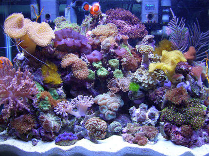 Rated #9: 20 Gallons Reef Tank - 20 Gallon H Rated #9: 20 Gallons Reef Tank - 20 Gallon H