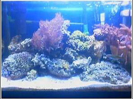 20 gallons reef tank (mostly live coral and fish) - 20 gallon been set up for a year 20 gallons reef tank (mostly live coral and fish) - 20 gallon been set up for a year
