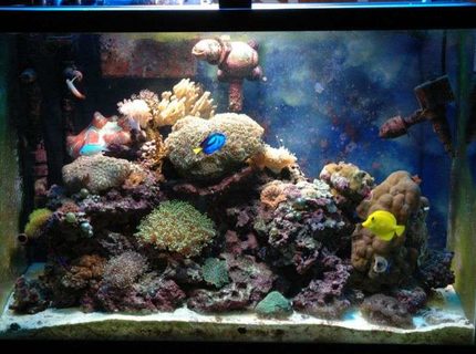 50 gallons reef tank (mostly live coral and fish) - my main tank 50 gallons reef tank (mostly live coral and fish) - my main tank