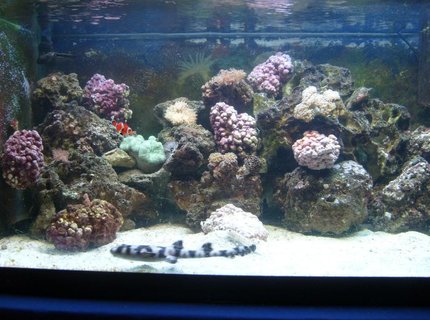 450 gallons reef tank (mostly live coral and fish) - I finally got a picture of my shark in the day!!!!! 450 gallons reef tank (mostly live coral and fish) - I finally got a picture of my shark in the day!!!!!