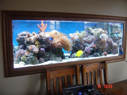 185 gallons reef tank (mostly live coral and fish) - my tank 185 gallons reef tank (mostly live coral and fish) - my tank