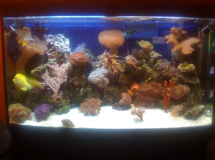 45 gallons reef tank (mostly live coral and fish) - New Coral 45 gallons reef tank (mostly live coral and fish) - New Coral