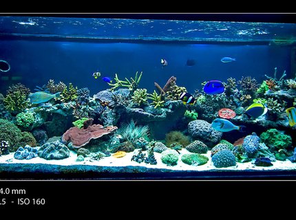 175 gallons reef tank (mostly live coral and fish) - Main tank full shot Dec 2009. 175 gallons reef tank (mostly live coral and fish) - Main tank full shot Dec 2009.
