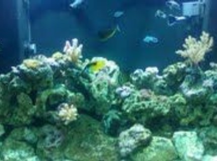 140 gallons reef tank (mostly live coral and fish) - saltwater reek tank 140gal. 5mos. old 140 gallons reef tank (mostly live coral and fish) - saltwater reek tank 140gal. 5mos. old