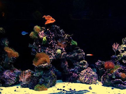 300 gallons reef tank (mostly live coral and fish) - 300 gallon reef 300 gallons reef tank (mostly live coral and fish) - 300 gallon reef