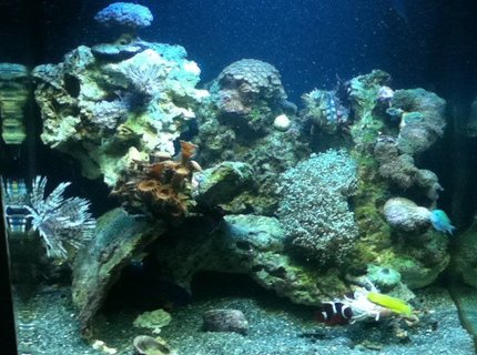 28 gallons reef tank (mostly live coral and fish) - Reef tank 28 gallons reef tank (mostly live coral and fish) - Reef tank