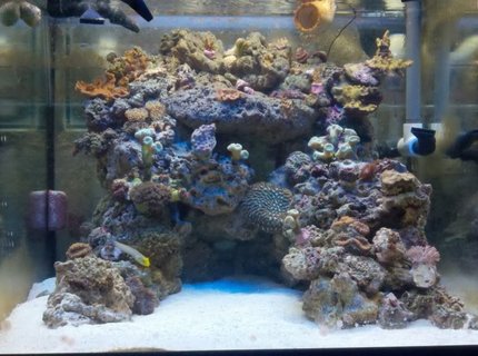 45 gallons reef tank (mostly live coral and fish) - 45 cube 45 gallons reef tank (mostly live coral and fish) - 45 cube
