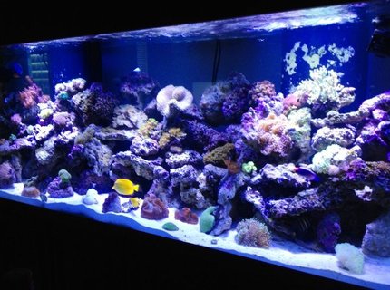 220 gallons reef tank (mostly live coral and fish) - My thing that gives me a quiet mind 220 gallons reef tank (mostly live coral and fish) - My thing that gives me a quiet mind