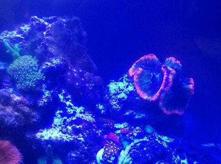 60 gallons reef tank (mostly live coral and fish) - My new saltwater reef tank 24 24 24 cube tank. Its been running two months now and I'm loving it. 60 gallons reef tank (mostly live coral and fish) - My new saltwater reef tank 24 24 24 cube tank. Its been running two months now and I'm loving it.