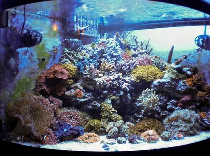 54 gallons reef tank (mostly live coral and fish) - No room!!! 54 gallons reef tank (mostly live coral and fish) - No room!!!