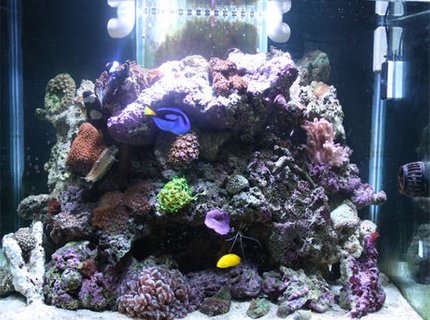 85 gallons reef tank (mostly live coral and fish) - My Marine Tank 85 gallons reef tank (mostly live coral and fish) - My Marine Tank