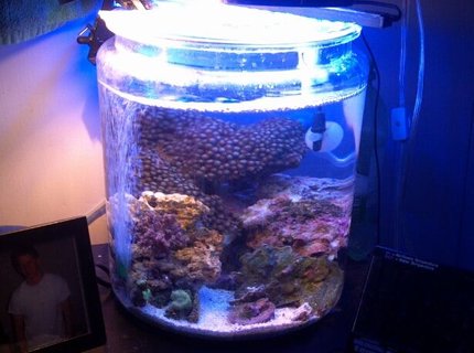 2 gallons reef tank (mostly live coral and fish) - my 2 gallon cookie jar reef! 2 gallons reef tank (mostly live coral and fish) - my 2 gallon cookie jar reef!