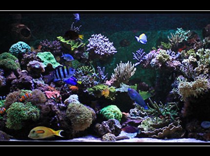554 gallons reef tank (mostly live coral and fish) - my reef tank 554 gallons reef tank (mostly live coral and fish) - my reef tank