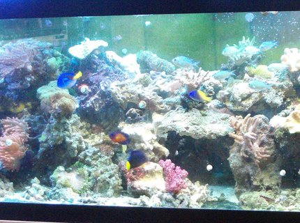 277 gallons reef tank (mostly live coral and fish) - My 125 reef display 277 gallons reef tank (mostly live coral and fish) - My 125 reef display