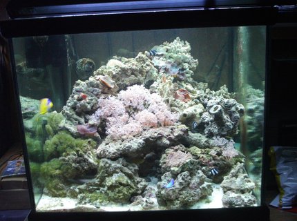 277 gallons reef tank (mostly live coral and fish) - My 93 cube after tar down and rebuild as part of my system 277 gallons reef tank (mostly live coral and fish) - My 93 cube after tar down and rebuild as part of my system