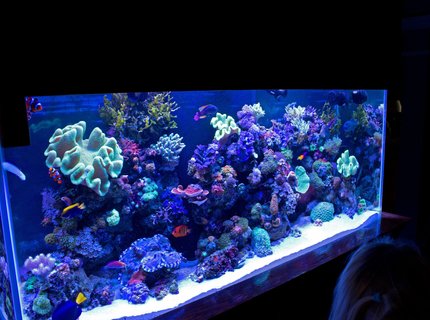 140 gallons reef tank (mostly live coral and fish) - FTS 140 gallons reef tank (mostly live coral and fish) - FTS