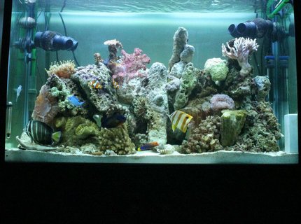 53 gallons reef tank (mostly live coral and fish) - June 2012 53 gallons reef tank (mostly live coral and fish) - June 2012