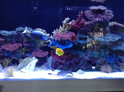 300 gallons reef tank (mostly live coral and fish) - My 300 gallon fowler. Recessed in the wall,
180 gallon sump,
Did all the work myself... 300 gallons reef tank (mostly live coral and fish) - My 300 gallon fowler. Recessed in the wall,
180 gallon sump,
Did all the work myself...
