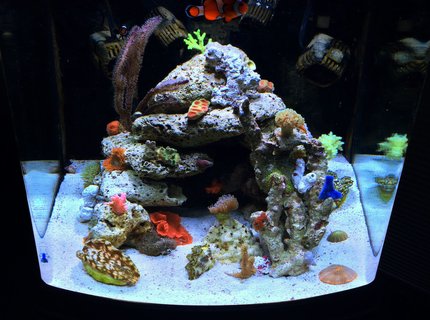 28 gallons reef tank (mostly live coral and fish) - my reef tank 28 gallons reef tank (mostly live coral and fish) - my reef tank